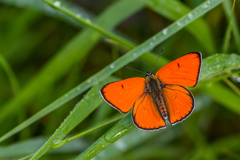 Lycaena dispar rutilus - nagy tűzlepke