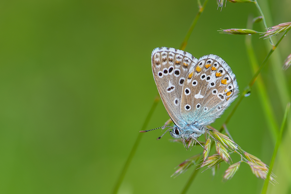 Polyommatus bellargus - égszínű boglárka