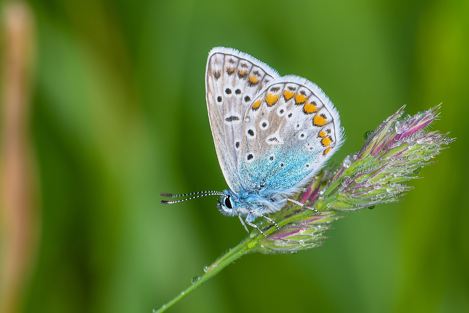 Polyommatus icarus - közönséges boglárka