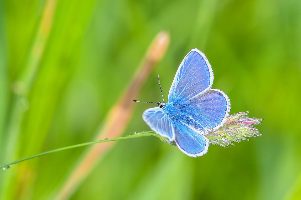 Polyommatus icarus - közönséges boglárka