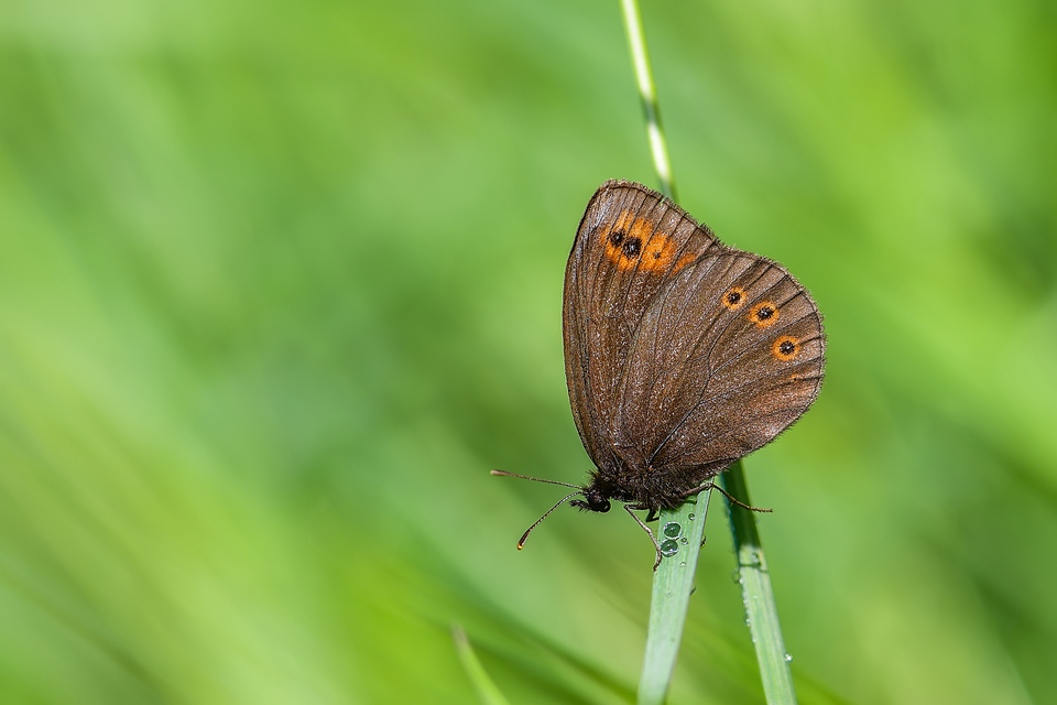 Erebia medusa - tavaszi szerecsenlepke