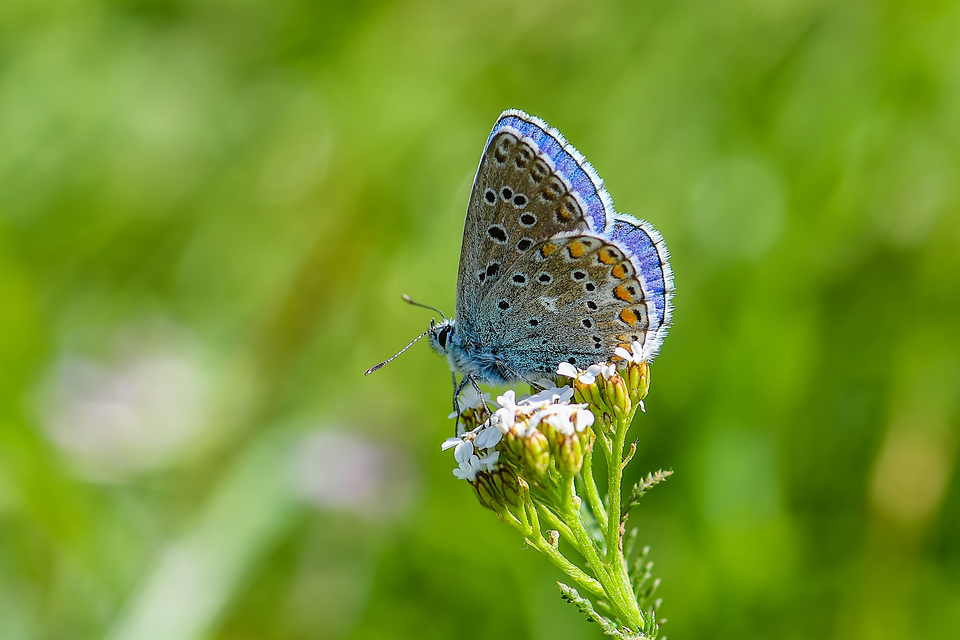 Polyommatus bellargus - égszínű boglárka