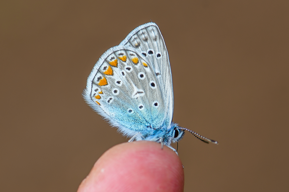 Polyommatus icarus - közönséges boglárka