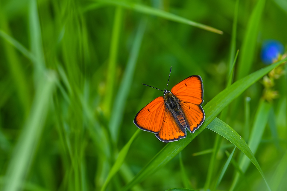 Lycaena dispar rutilus - nagy tűzlepke