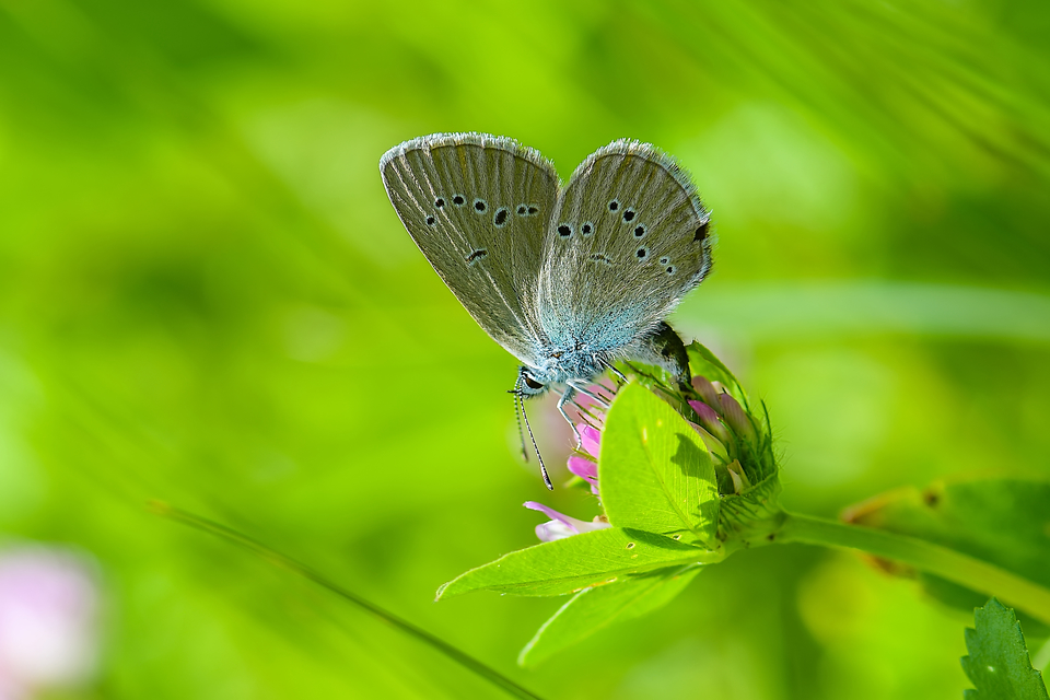 Cyaniris semiargus - aprószemes boglárka