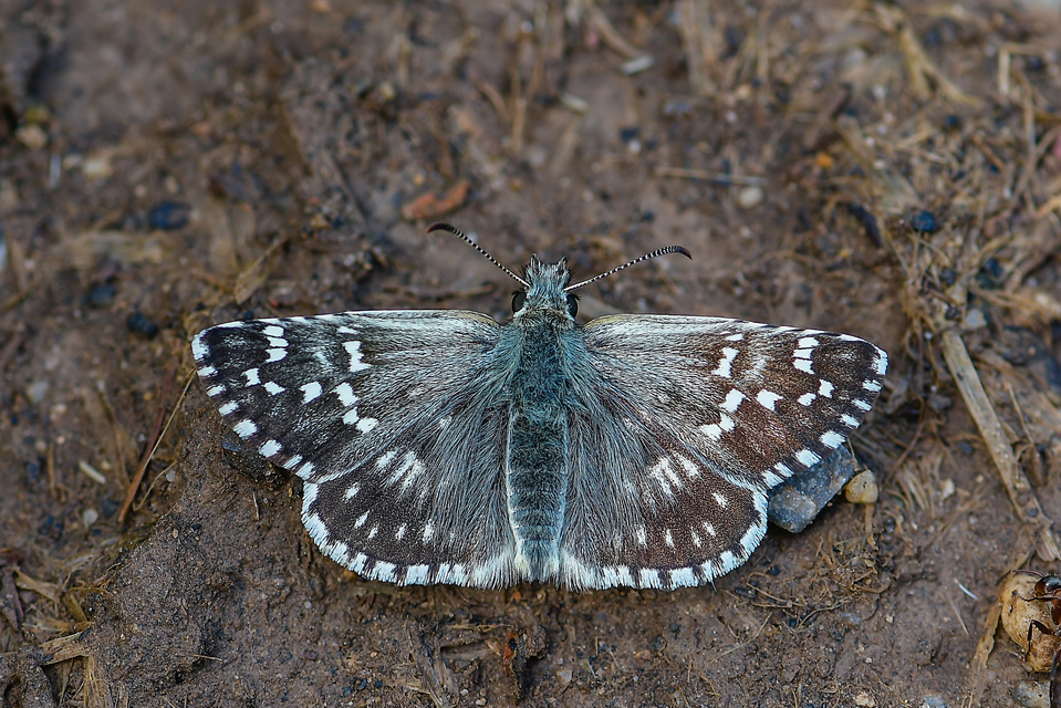 Pyrgus carthami - nagy busalepke