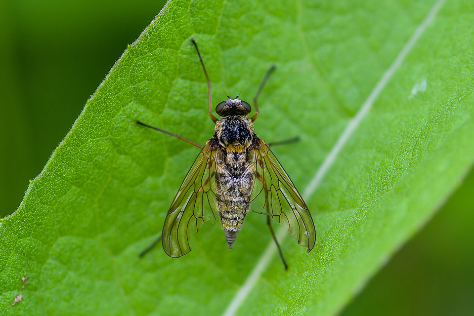 Chrysopilus