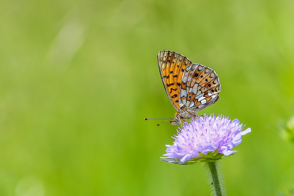 Boloria selene - fakó gyöngyházlepke