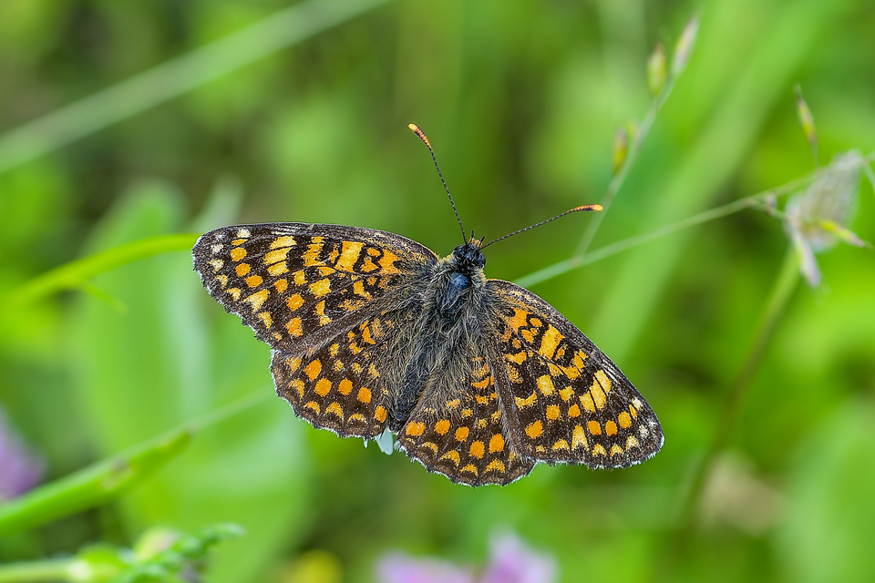 Melitaea phoebe - nagy tarkalepke