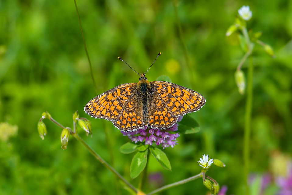 Melitaea ornata kovacsi - magyar tarkalepke