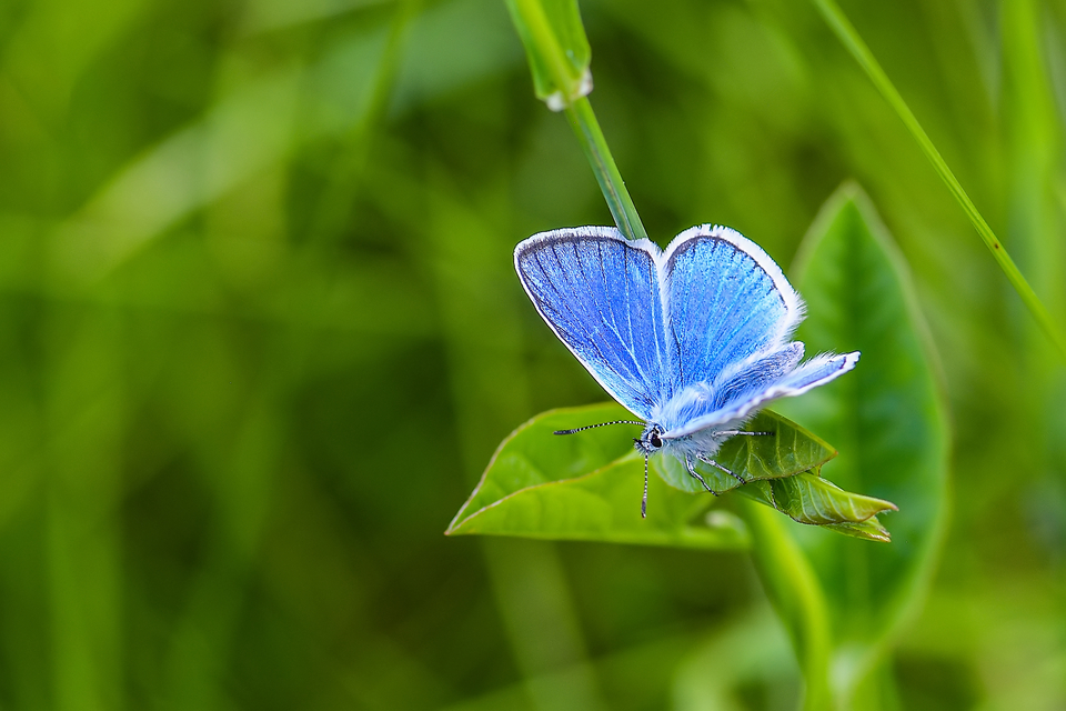 Polyommatus icarus - közönséges boglárka