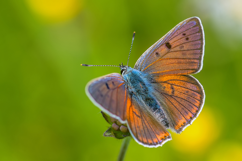 Lycaena alciphron - ibolyás tűzlepke