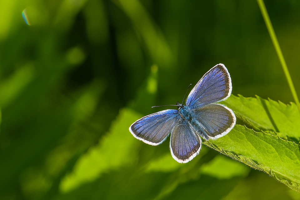 Plebejus argus - ezüstös boglárka