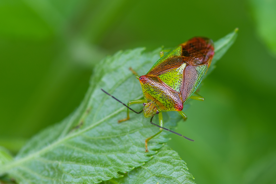 Acanthosoma haemorrhoidale - nagy dajkapoloska Acanthosoma haemorrhoidale - nagy dajkapoloska