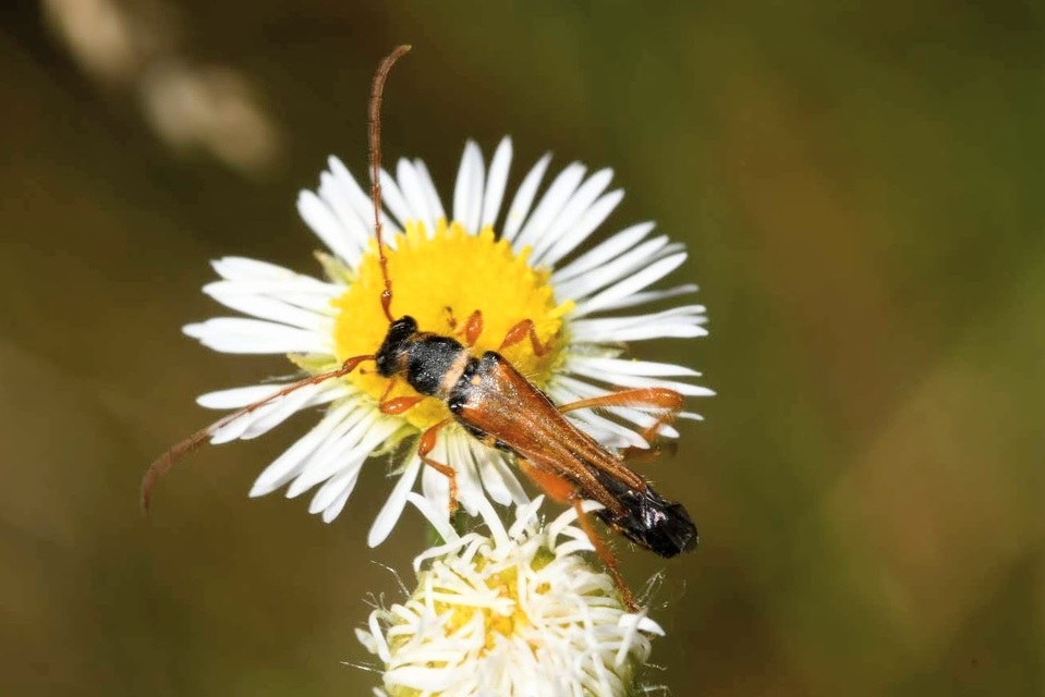 Stenopterus flavicornis - sárgacsápú keskenyfedőscincér
