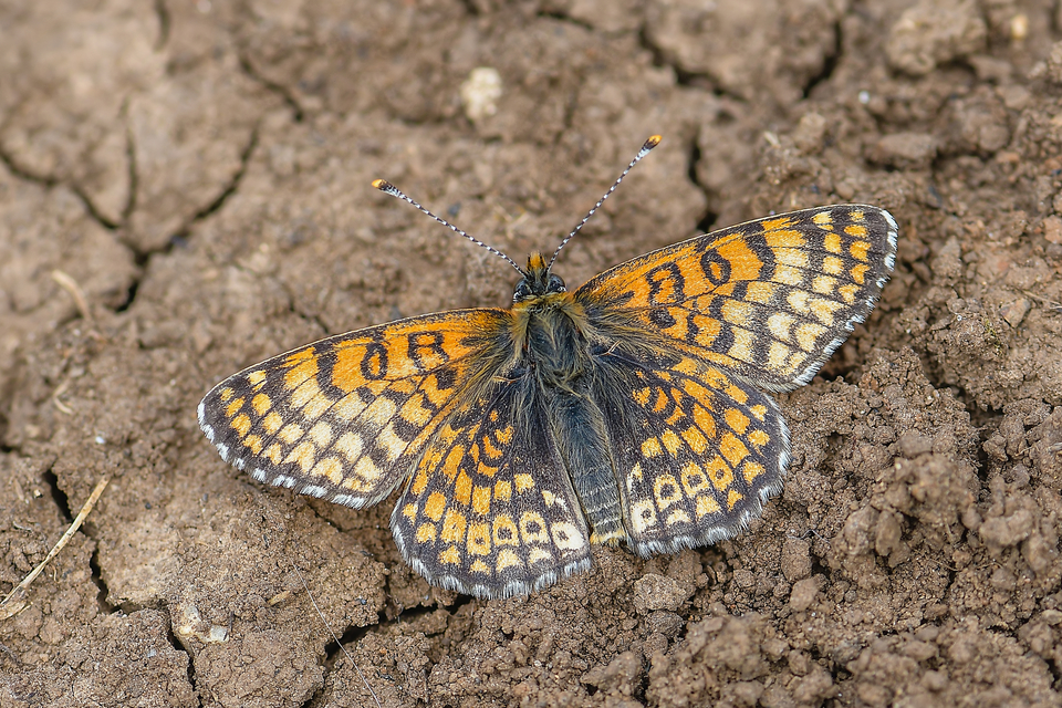 Melitaea cinxia - réti tarkalepke