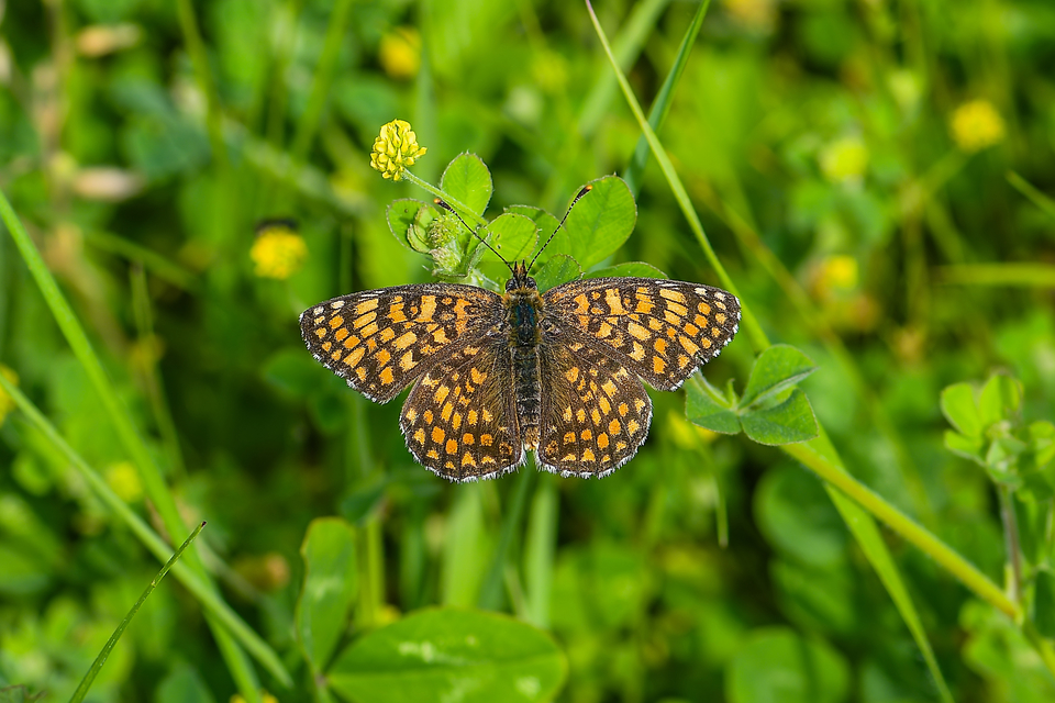 Melitaea phoebe - nagy tarkalepke