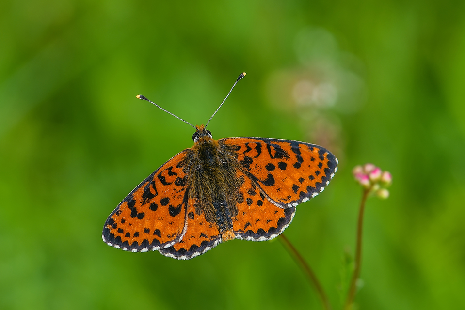 Melitaea didyma - tüzes tarkalepke