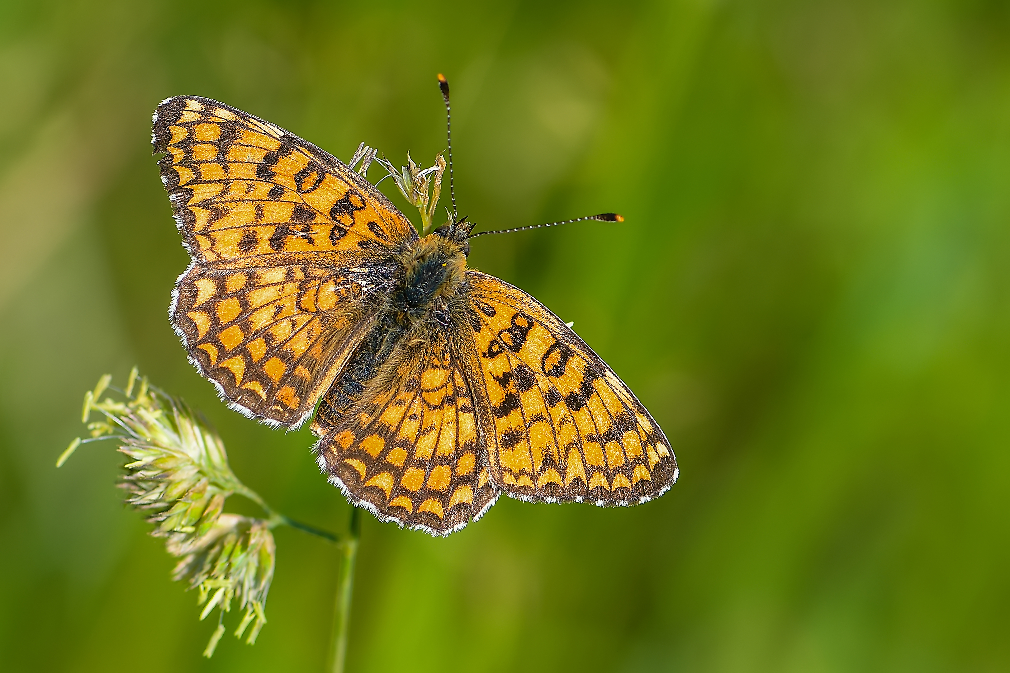 Melitaea ornata kovacsi - magyar tarkalepke