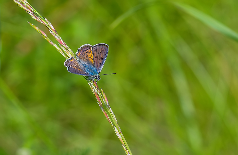 Lycaena alciphron - ibolyás tűzlepke