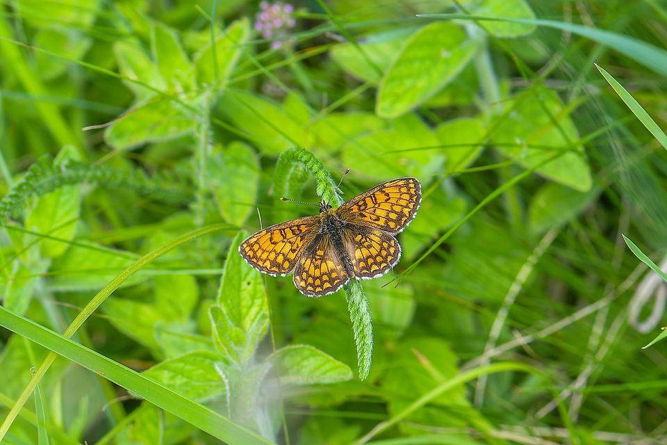 Melitaea athalia - közönséges tarkalepke