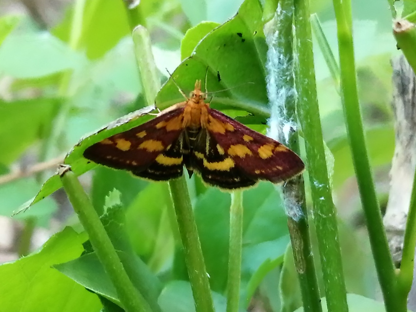 Pyrausta purpuralis - közönséges bíbormoly