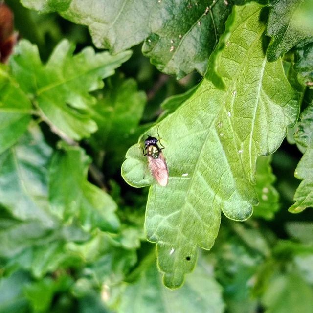 Chloromyia formosa - közönséges fémeslégy