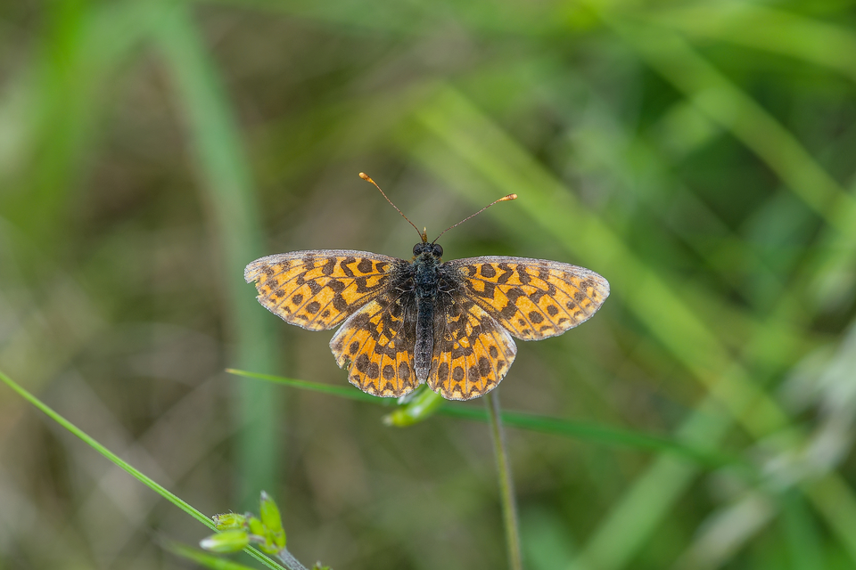 Boloria dia - kis gyöngyházlepke