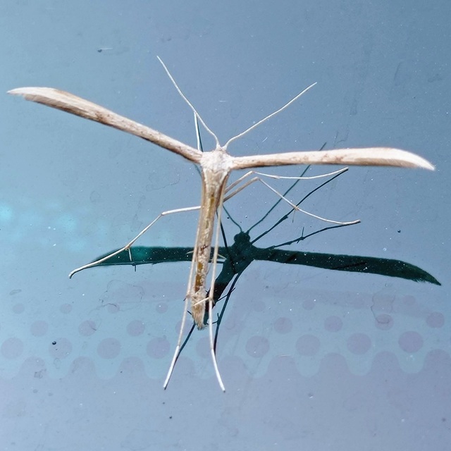 Pterophoridae - tollasmolyfélék