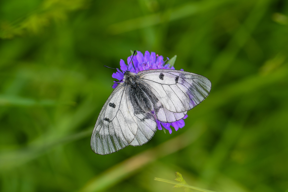 Parnassius mnemosyne - kis apollólepke