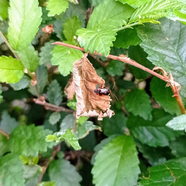 Heteroptera - Poloskák Heteroptera - Poloskák