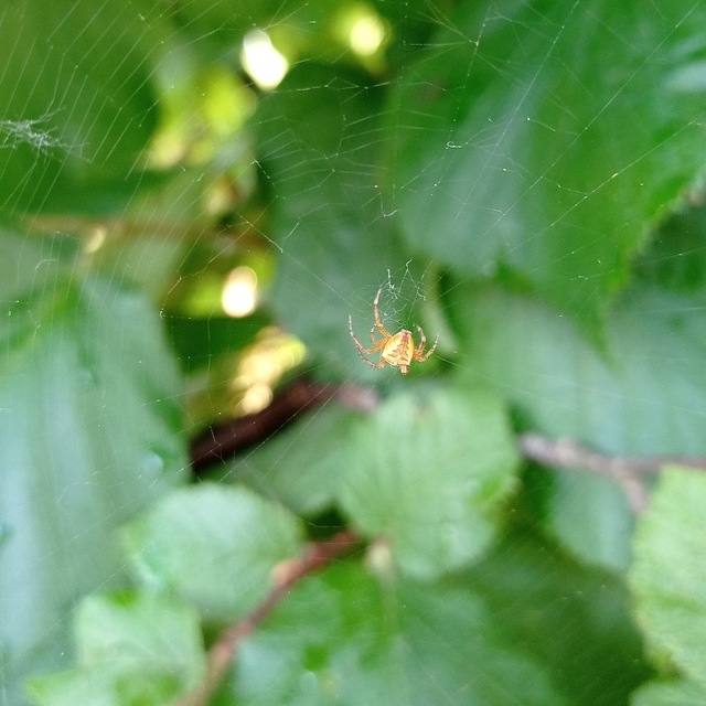 Araneus diadematus - koronás keresztespók