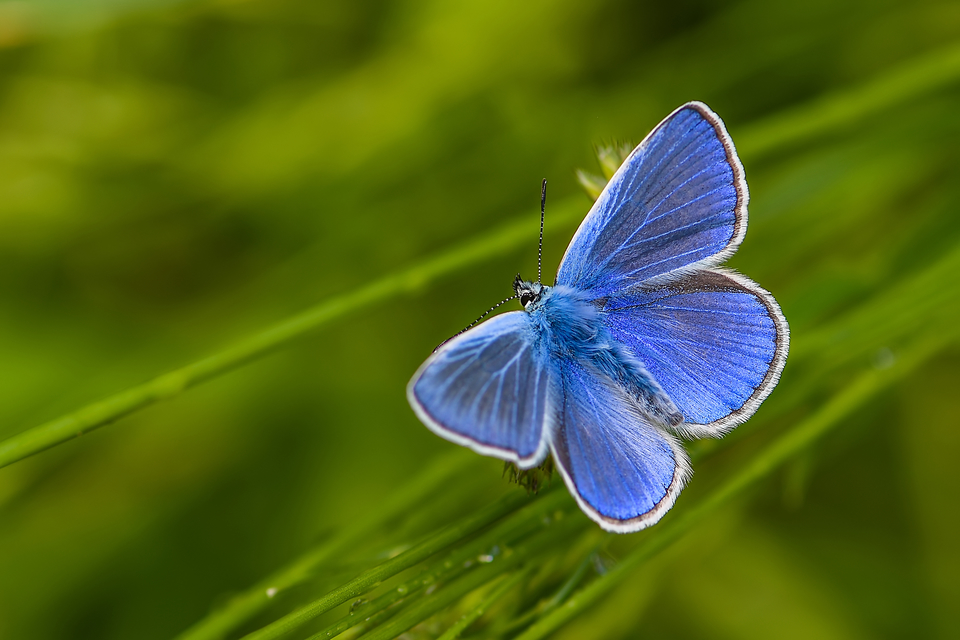 Polyommatus icarus - közönséges boglárka