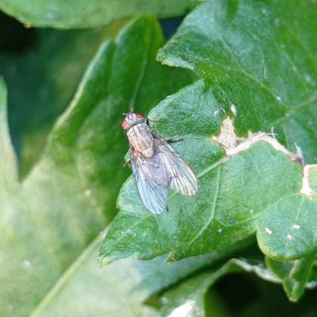 Muscidae - igazi legyek