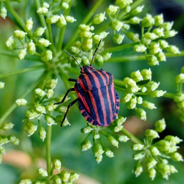 Graphosoma italicum - csíkos pajzsospoloska