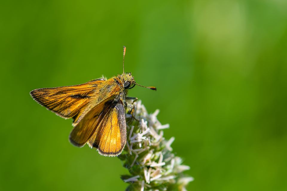 Ochlodes sylvanus - erdei busalepke