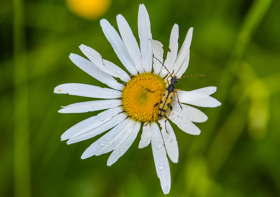 Rutpela maculata - tarkacsápú karcsúcincér