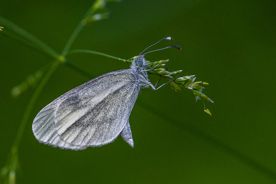 Leptidea sinapis - mustárlepke