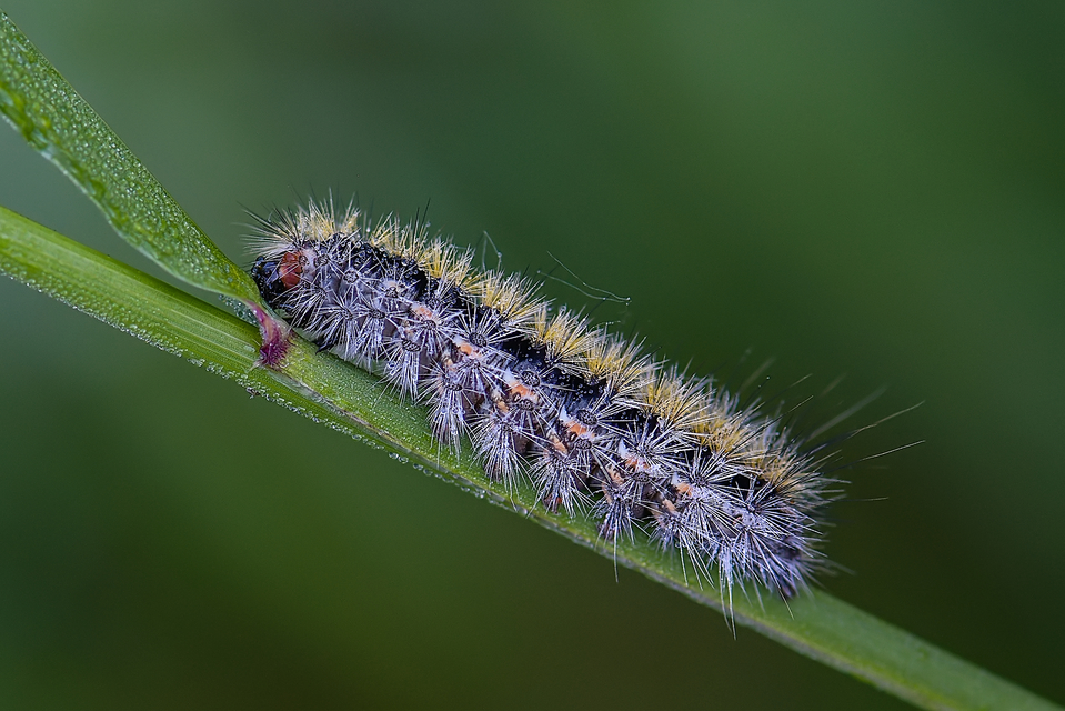 Rhyparia purpurata - bíborszínű medvelepke