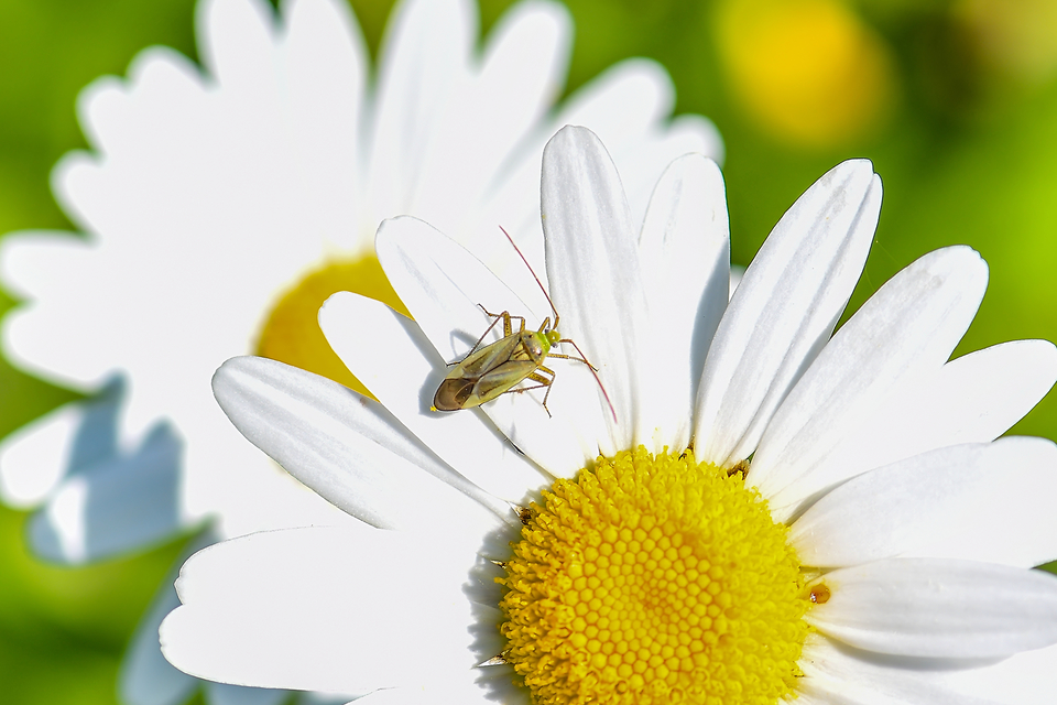 Adelphocoris lineolatus - lucernapoloska