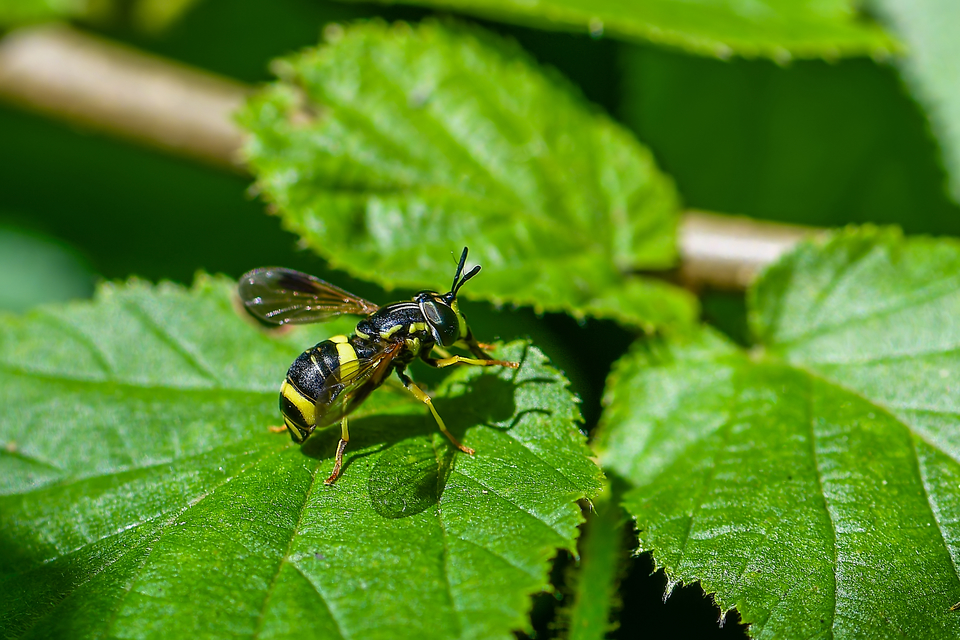 Chrysotoxum bicinctum - kétpántos öveslégy