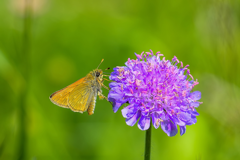 Ochlodes sylvanus - erdei busalepke