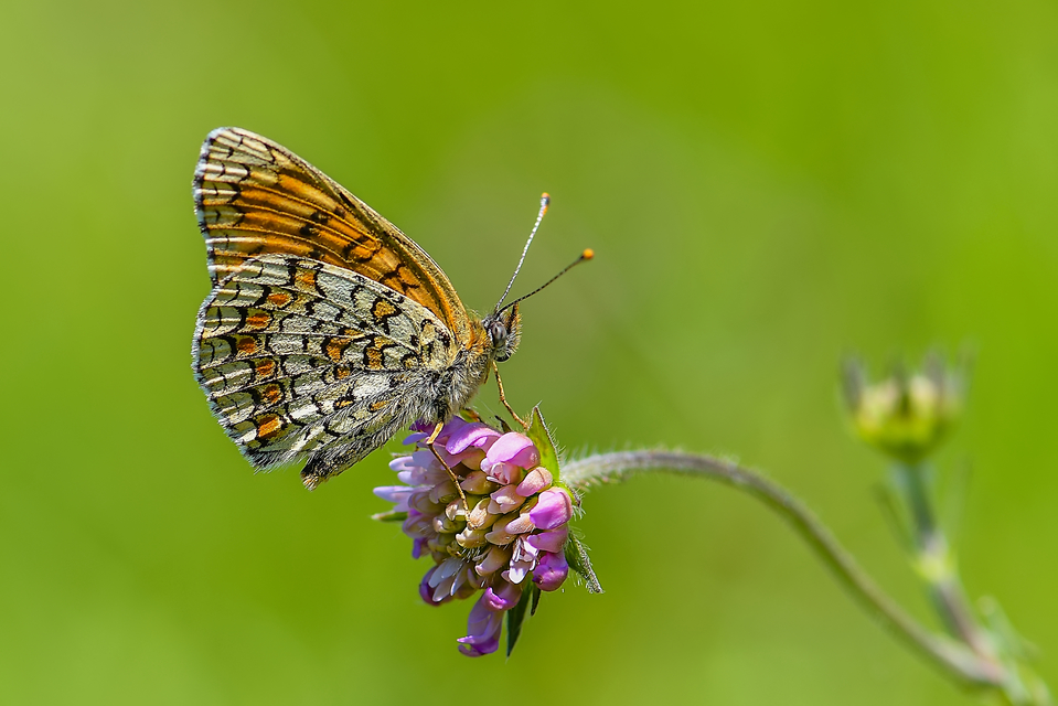 Melitaea phoebe - nagy tarkalepke