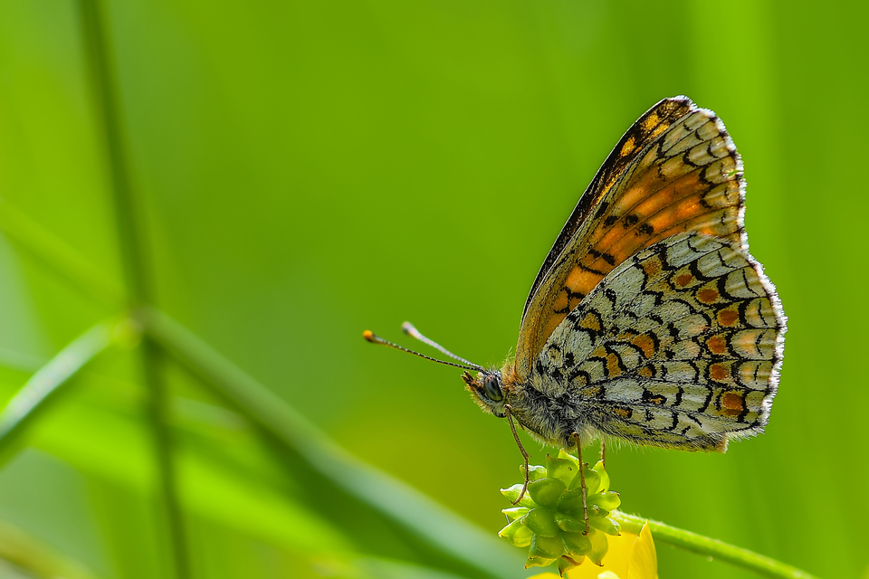 Melitaea phoebe - nagy tarkalepke