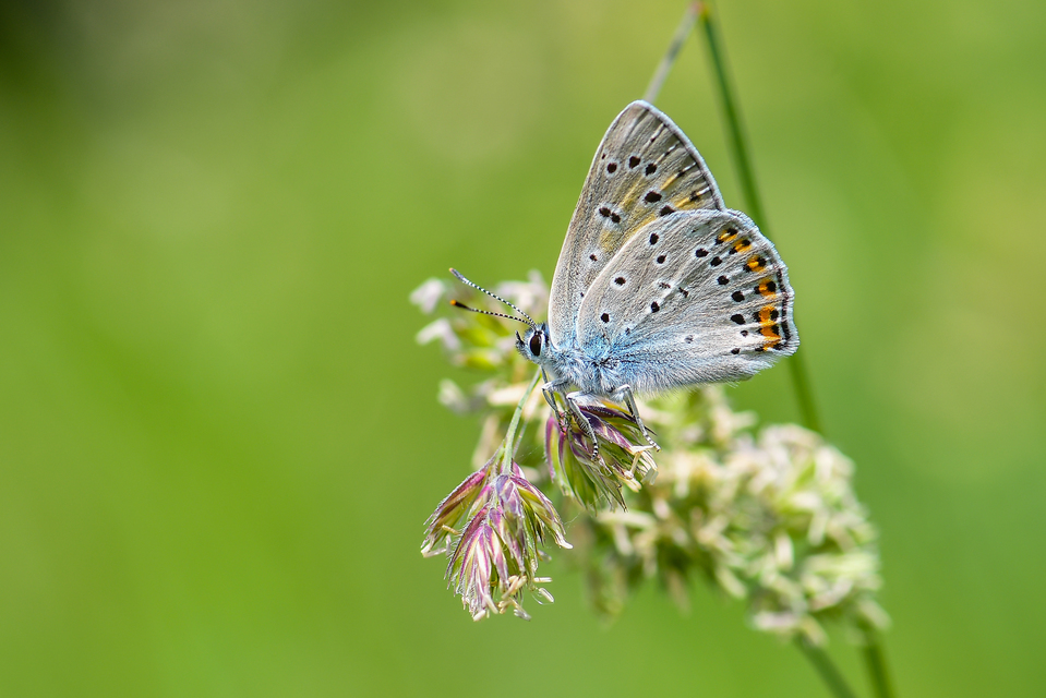 Lycaena alciphron - ibolyás tűzlepke