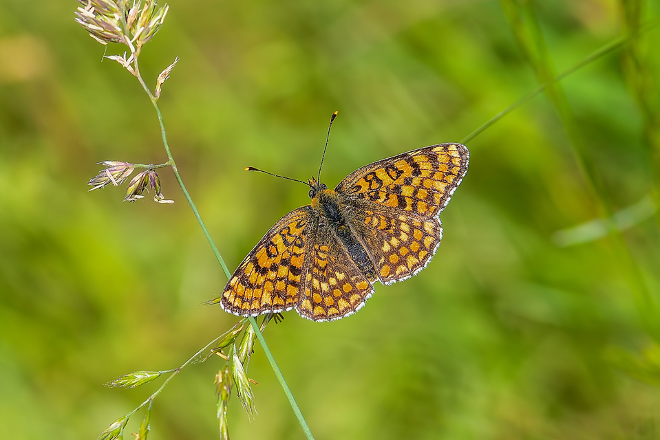 Melitaea phoebe - nagy tarkalepke