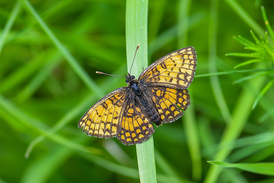 Melitaea athalia - közönséges tarkalepke