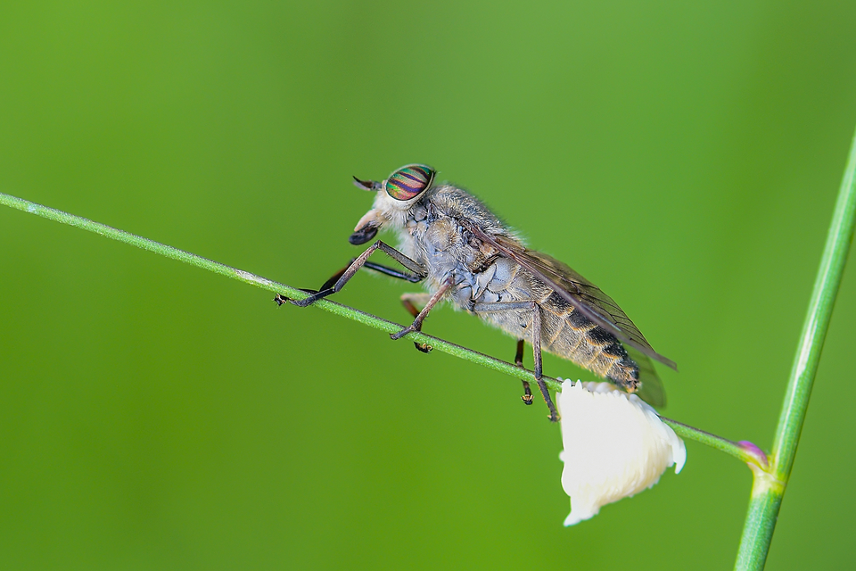 Tabanidae - böglyök