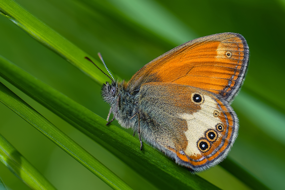 Coenonympha arcania - fehéröves szénalepke