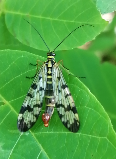 Panorpa communis/vulgaris